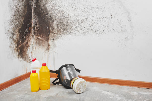 Best Commercial Mold Removal  in Dundee, NY