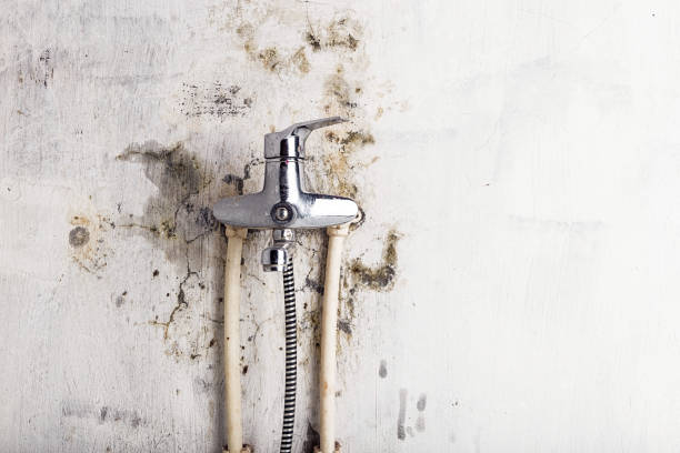 Best Office Mold Removal Services  in Dundee, NY