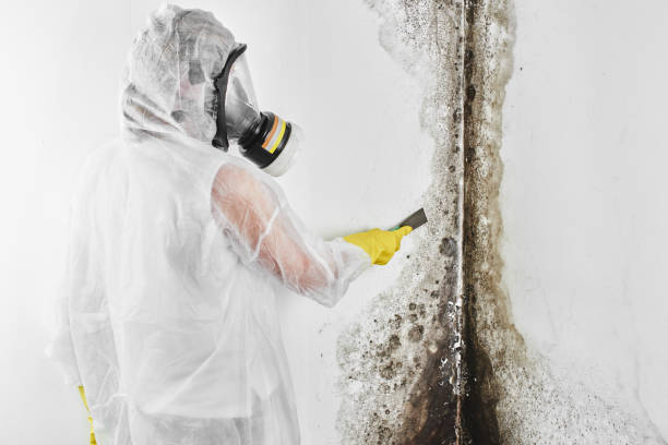 Best Attic Mold Removal  in Dundee, NY