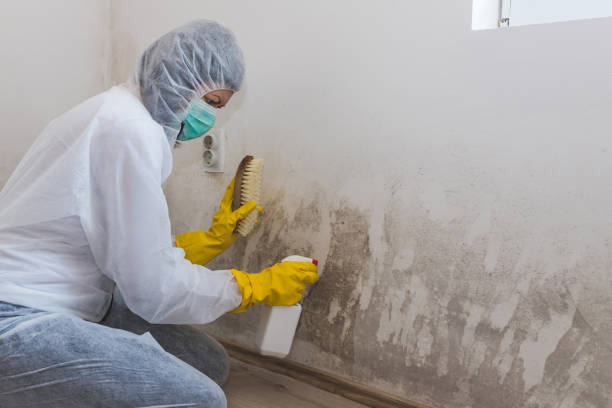Attic Mold Removal in Dundee, NY