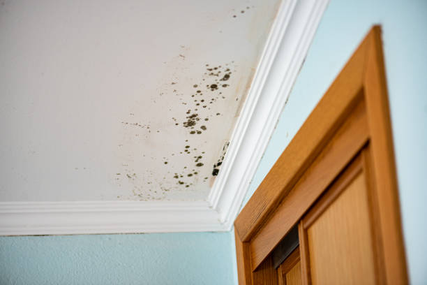 Best Mold Removal Company Near Me  in Dundee, NY