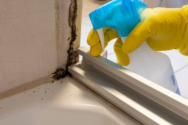 Best Local Mold Removal Service  in Dundee, NY