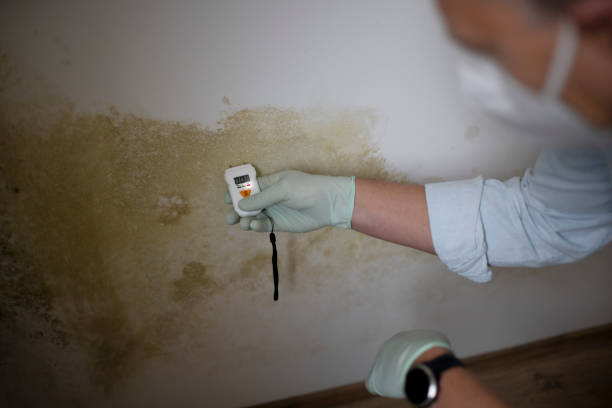 Best Mold Remediation  in Dundee, NY