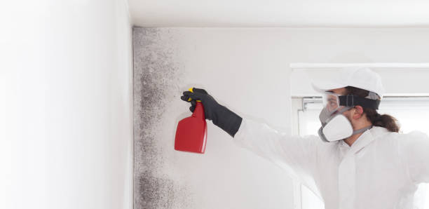 Best Best Mold Removal Companies  in Dundee, NY