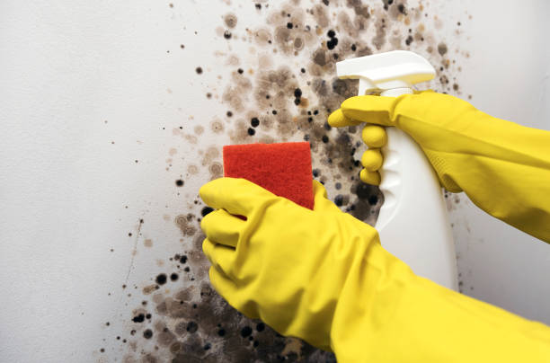 Best Emergency Mold Removal  in Dundee, NY