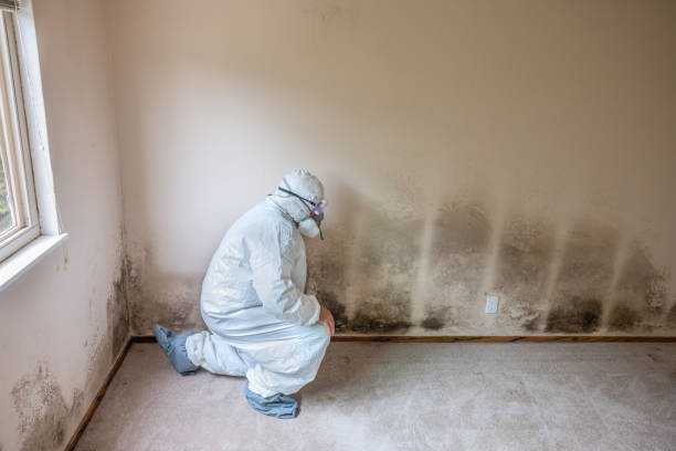 Office Mold Removal Services in Dundee, NY