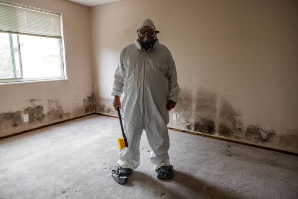 Best Mold Damage Repair  in Dundee, NY