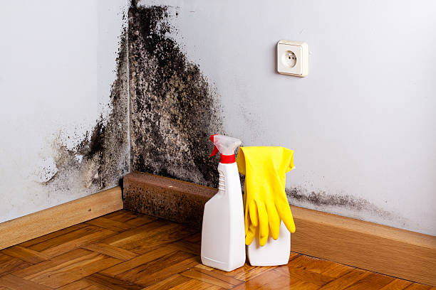 Best Professional Mold Removal  in Dundee, NY