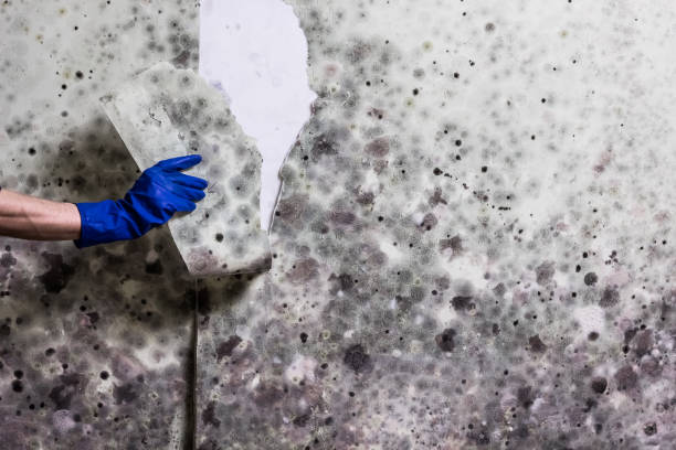  Dundee, NY Mold Removal Pros